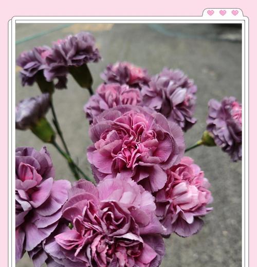 花语寓意自由快乐的花是什么？如何表达快乐与自由？