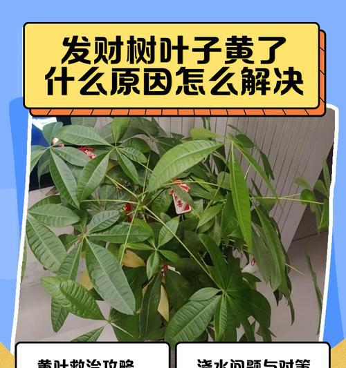 发财树叶子脱落的原因是什么？如何处理？