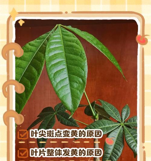 发财树叶子脱落的原因是什么？如何处理？