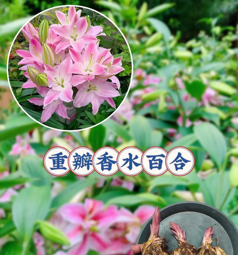 百合的最佳种植时间是什么时候？种植百合需要注意什么？