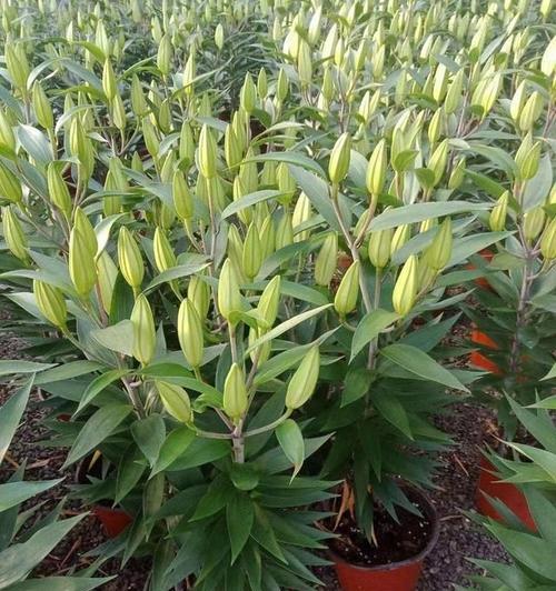 百合的最佳种植时间是什么时候？种植百合需要注意什么？