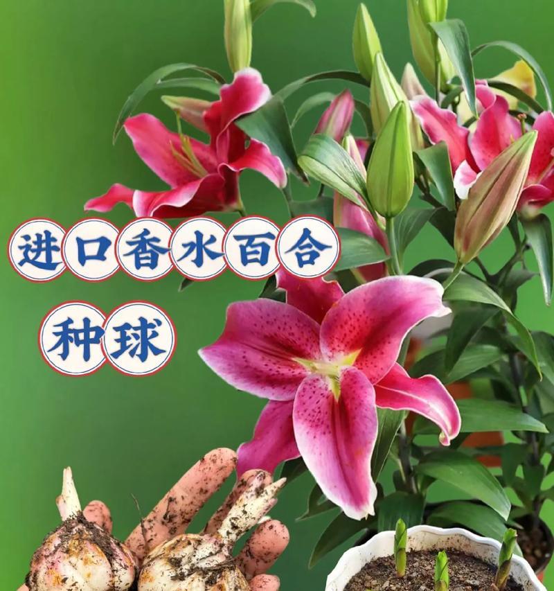 百合的最佳种植时间是什么时候？种植百合需要注意什么？
