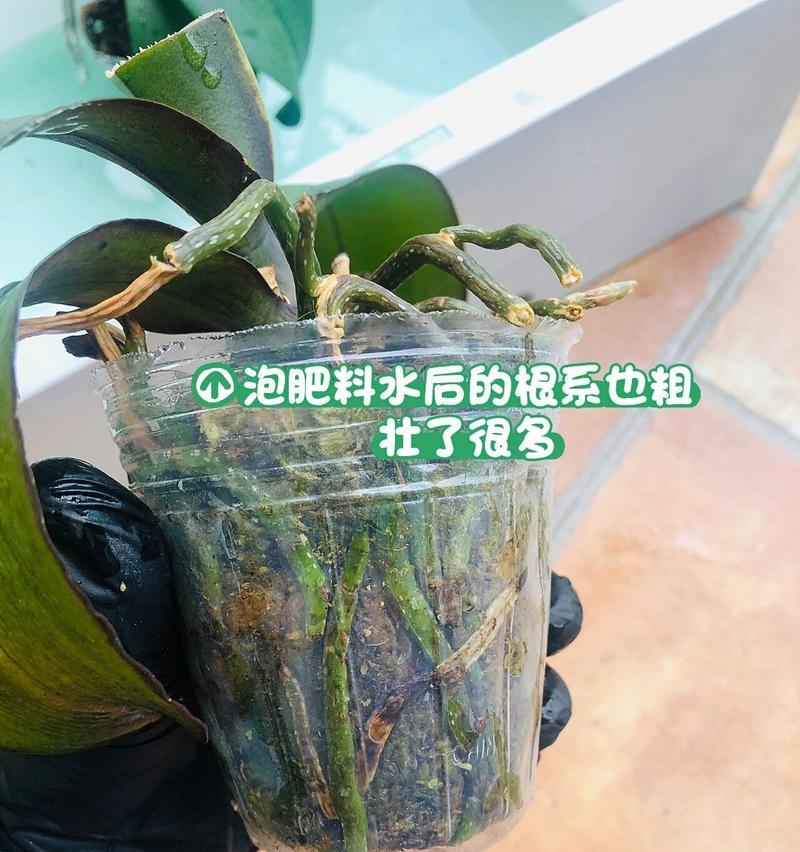 蝴蝶兰施肥方法有哪些？施肥对蝴蝶兰生长有何影响？