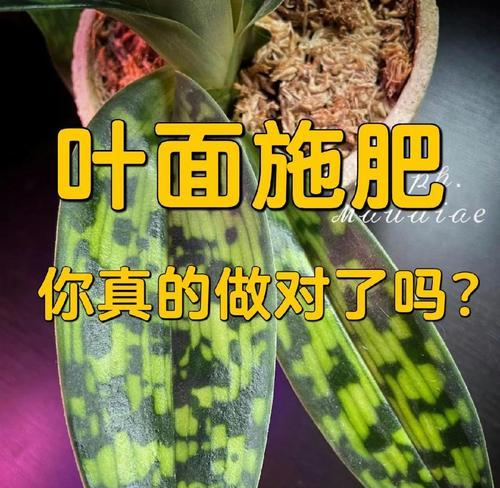 蝴蝶兰施肥方法有哪些？施肥对蝴蝶兰生长有何影响？