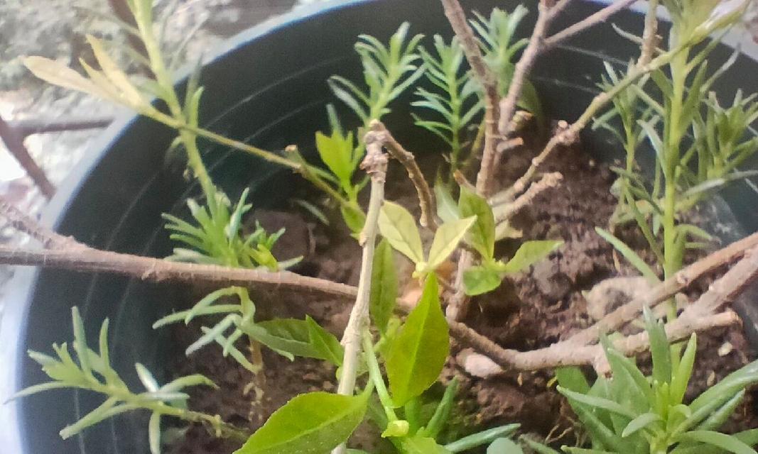 茉莉叶片发黄是什么原因？如何有效解决？