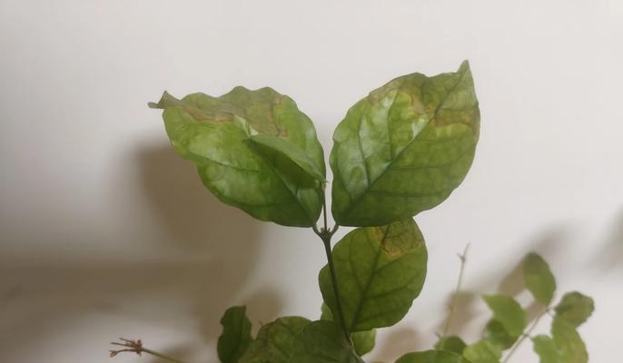 茉莉叶片发黄是什么原因？如何有效解决？