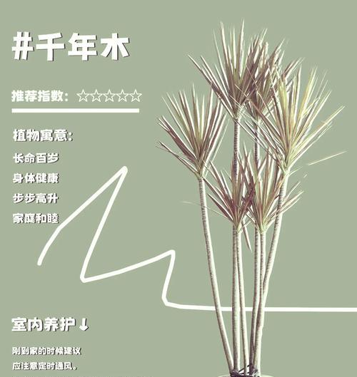 千年木繁殖的正确方法是什么？繁殖过程中应注意什么？
