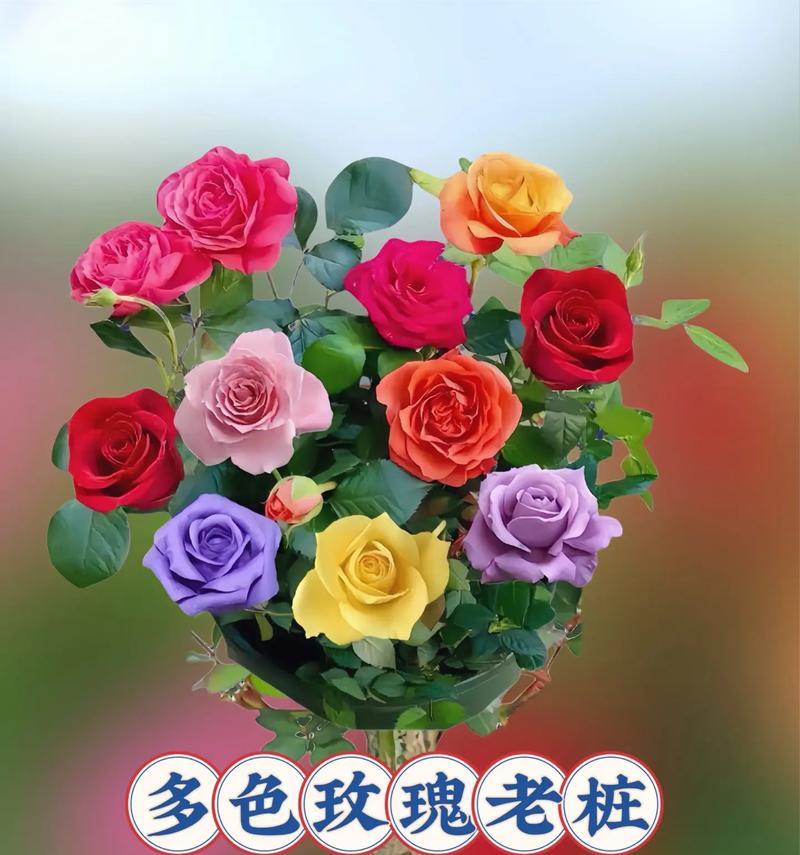 玫瑰花语代表什么意思？不同颜色玫瑰花的含义是什么？