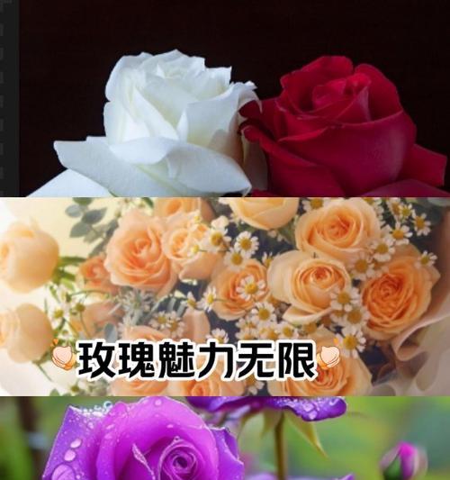 玫瑰花语代表什么意思？不同颜色玫瑰花的含义是什么？