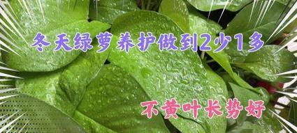绿萝在冬季如何养护？