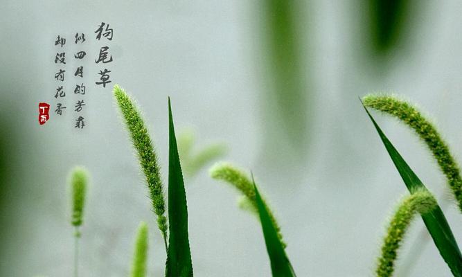 冰红茶的花语是什么？它有特别的含义吗？