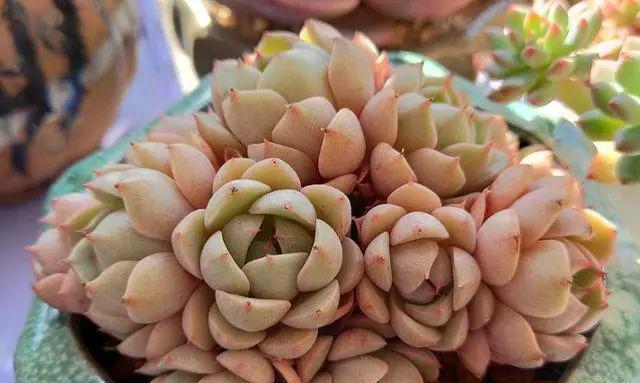 静夜多肉植物的养殖技巧有哪些？如何防止其徒长？
