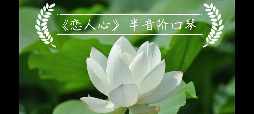 恋人心玫瑰花代表什么？花语中恋人心的含义是什么？