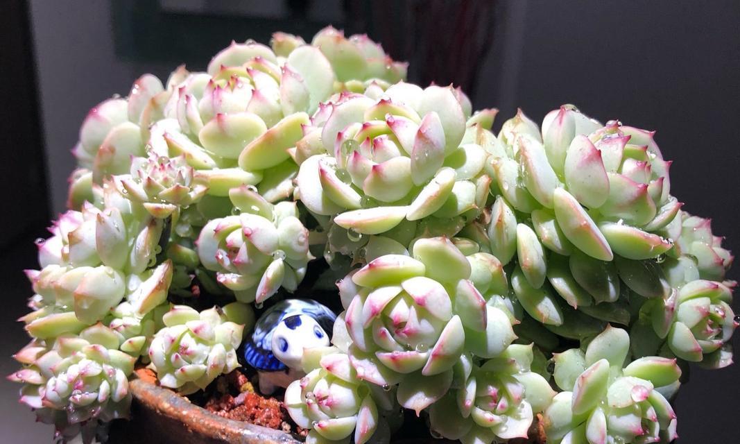 静夜多肉植物的养殖技巧有哪些？如何防止其徒长？