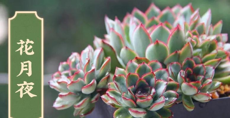 静夜多肉植物的养殖技巧有哪些？如何防止其徒长？