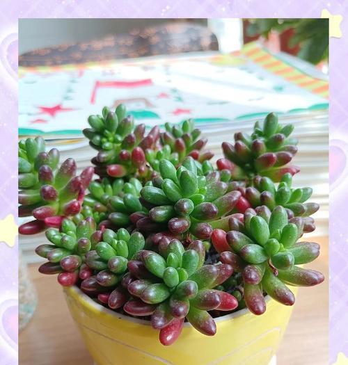 多肉植物秋季换盆时间？秋天如何给多肉换盆？