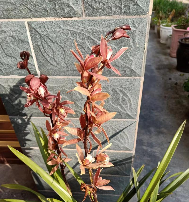 像小草一样的盆栽植物开红花？这是什么植物？