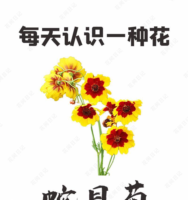 英国传统花卉的花语有哪些独特之处？