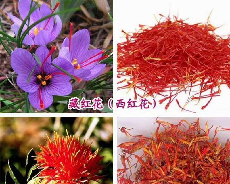 像小草一样的盆栽植物开红花？这是什么植物？