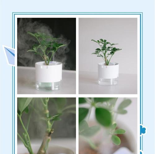 花叶鸭脚木的养殖技巧有哪些？如何处理叶子发黄？