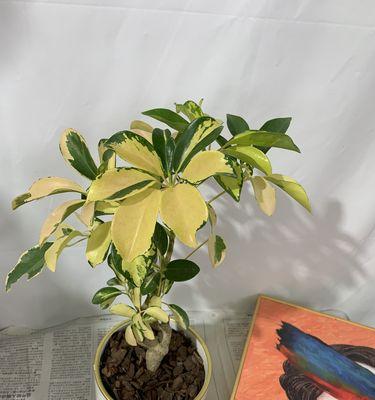 花叶鸭脚木的养殖技巧有哪些？如何处理叶子发黄？