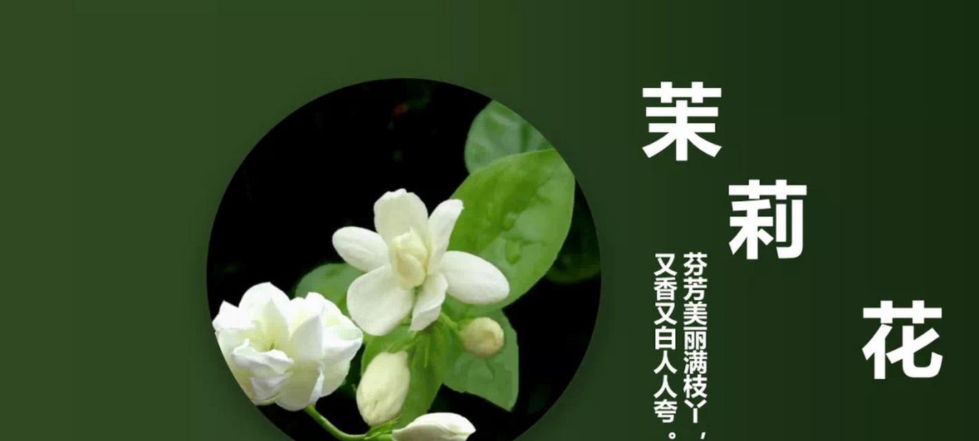 茉莉花的花语通常表达什么？