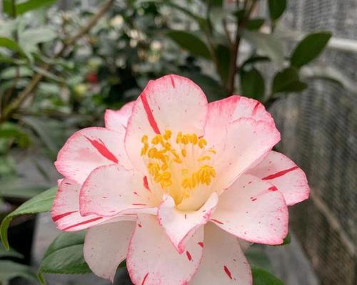 山茶花通常在哪个季节开花？如何促进其开花？