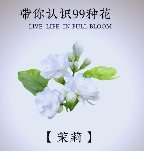 茉莉花的花语通常表达什么？