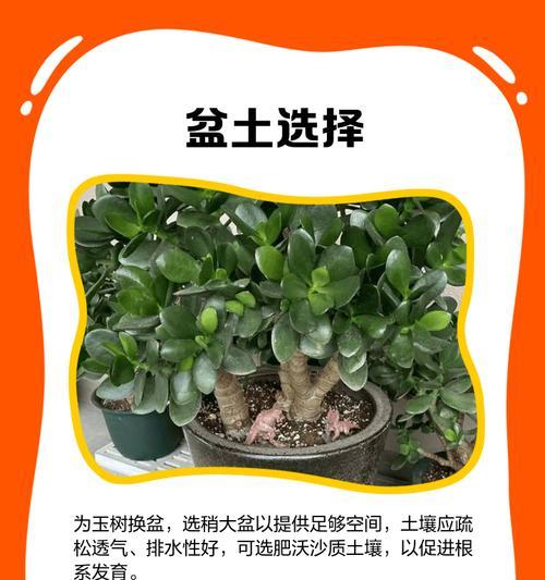 换盆时应注意哪些事项？花卉换盆的最佳时机是什么时候？