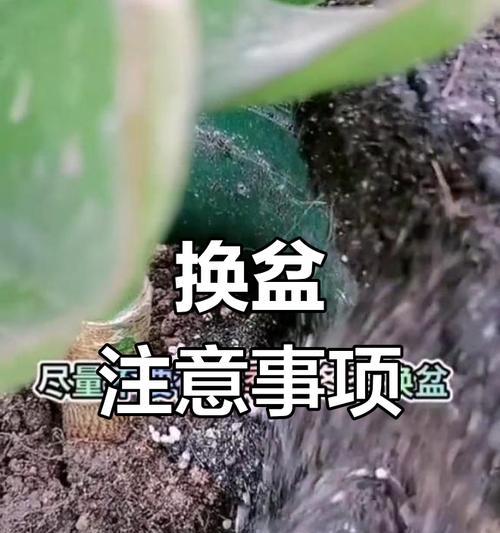 换盆时应注意哪些事项？花卉换盆的最佳时机是什么时候？