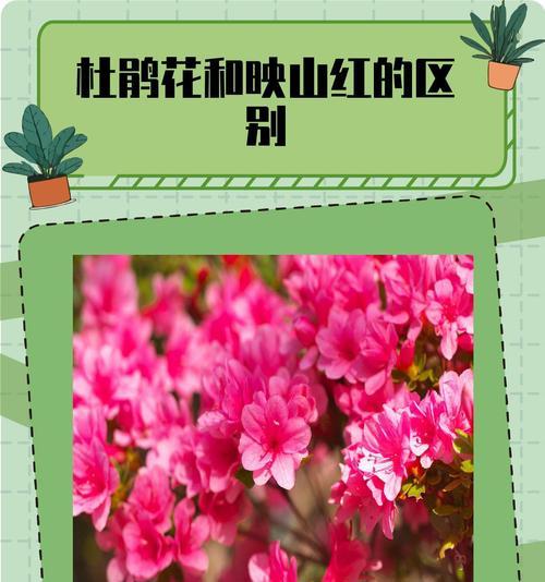 杜鹃花的花语有哪些含义？杜鹃花在不同文化中的寓意是什么？