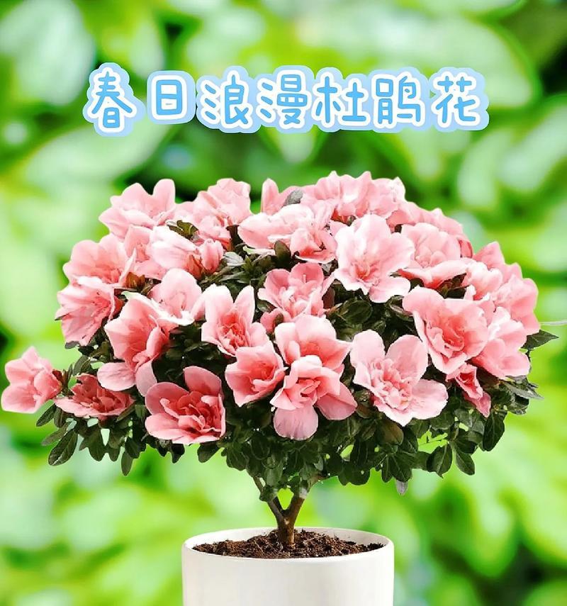 杜鹃花的花语有哪些含义？杜鹃花在不同文化中的寓意是什么？