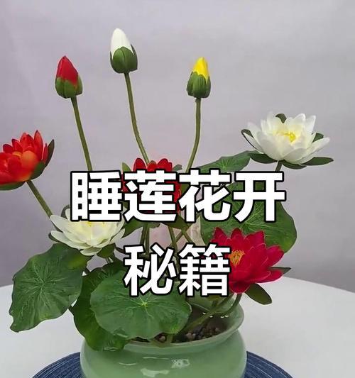 睡莲养护的秘诀是什么？