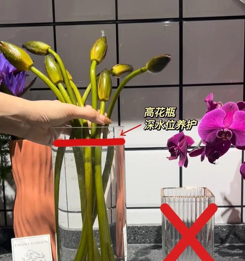 睡莲养护的秘诀是什么？