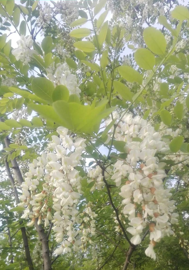 槐花象征着什么？