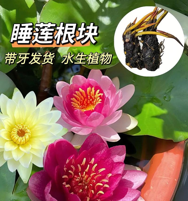 睡莲养护的秘诀是什么？