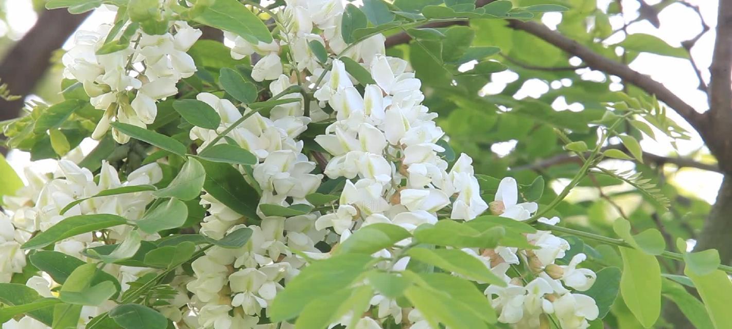 槐花象征着什么？