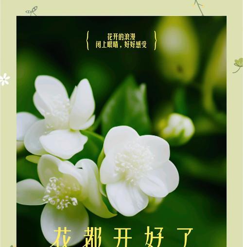 茉莉花用什么土？选择合适的土壤对茉莉生长有何影响？