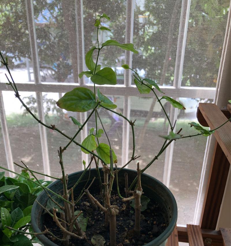 茉莉花用什么土？选择合适的土壤对茉莉生长有何影响？