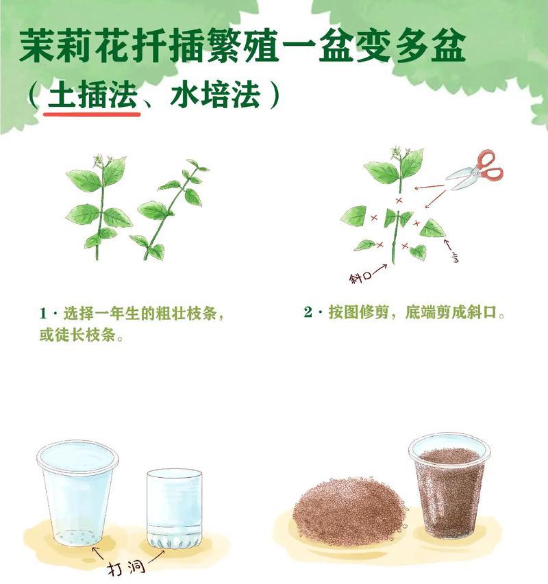 茉莉花用什么土？选择合适的土壤对茉莉生长有何影响？
