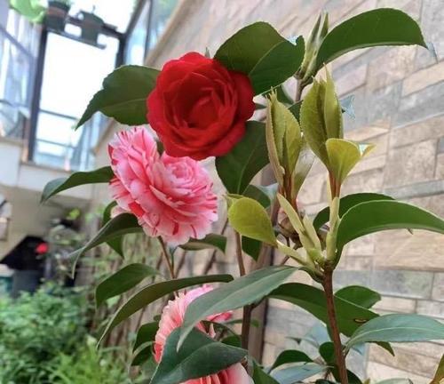 哪些花既美观又容易打理？如何挑选好养的观赏花？