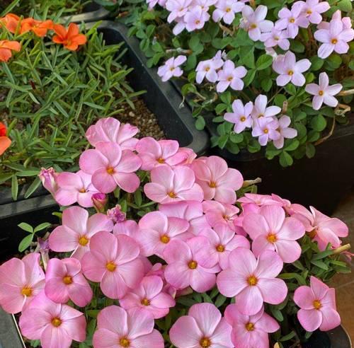 哪些花既美观又容易打理？如何挑选好养的观赏花？