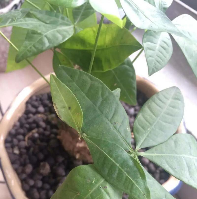 植物发黄的原因是什么？如何处理植物发黄的问题？