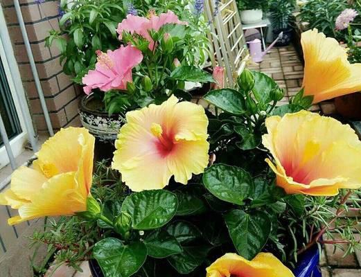 扶桑花的养殖技巧有哪些？扶桑花如何保持花期长？