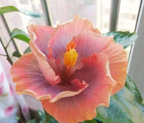 扶桑花的养殖技巧有哪些？扶桑花如何保持花期长？
