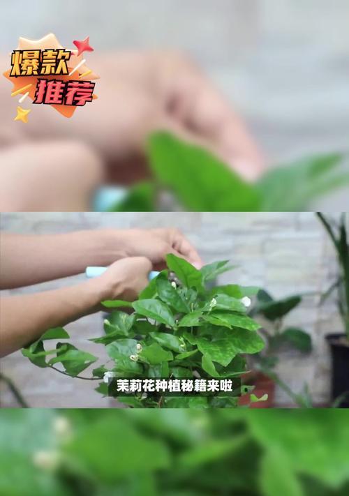 修剪花草有哪些技巧？