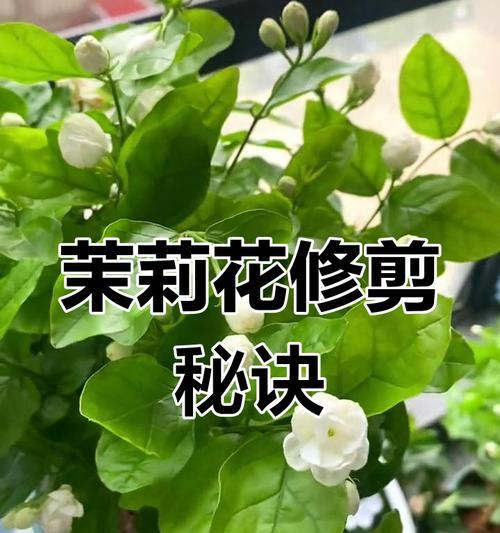 修剪花草有哪些技巧？