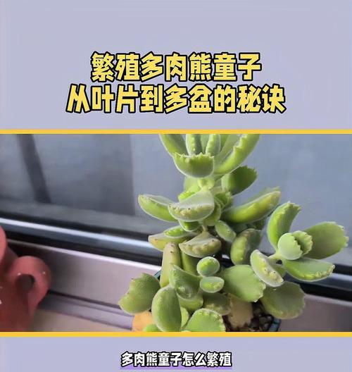 熊童子叶片发粘的原因是什么？如何处理？