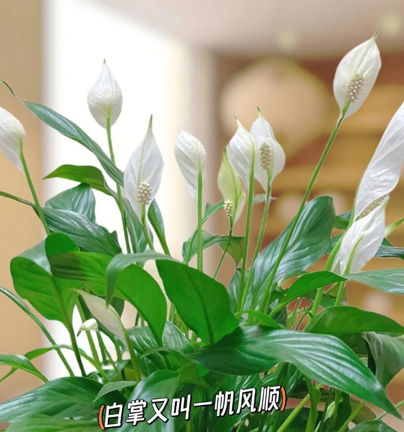 白掌过冬需要注意什么？如何保证白掌安全过冬？