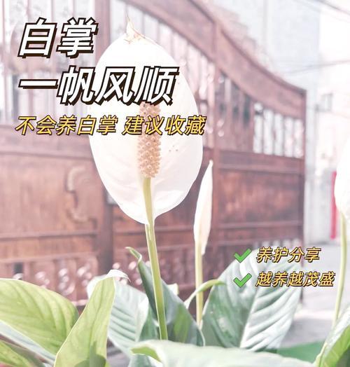 白掌过冬需要注意什么？如何保证白掌安全过冬？